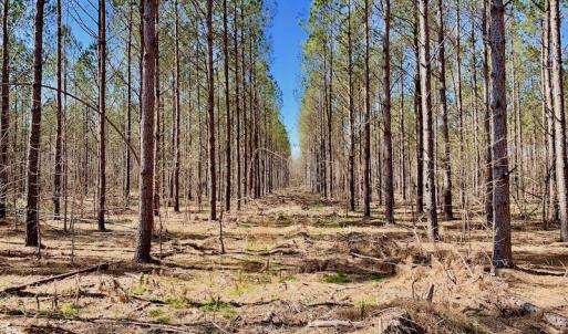 Photo #43 of SOLD property in Off Berrywood Lane , Whitakers , NC 147.0 acres