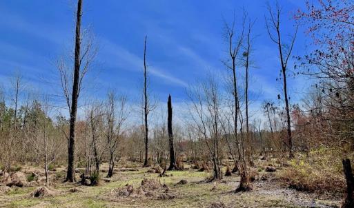 Photo #44 of SOLD property in Off Berrywood Lane , Whitakers , NC 147.0 acres