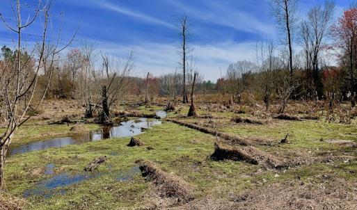 Photo #47 of SOLD property in Off Berrywood Lane , Whitakers , NC 147.0 acres