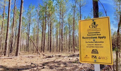 Photo #48 of SOLD property in Off Berrywood Lane , Whitakers , NC 147.0 acres