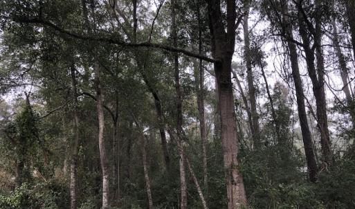 Photo #8 of Twin Oak Lane, North Myrtle Beach, SC 0.8 acres