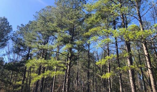 Photo #5 of SOLD property in Off Dragonfly Lane, Sanford, NC 10.1 acres