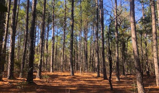 Photo #6 of SOLD property in Off Dragonfly Lane, Sanford, NC 10.1 acres
