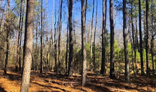Photo #8 of SOLD property in Off Dragonfly Lane, Sanford, NC 10.1 acres