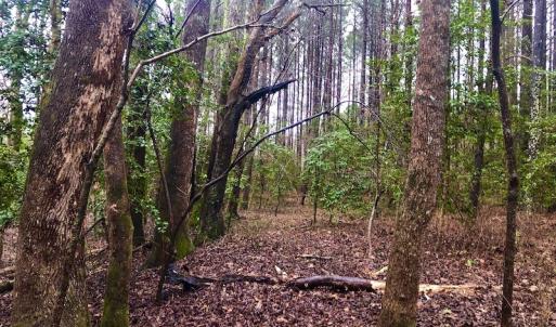Photo #13 of SOLD property in Off Dragonfly Lane, Sanford, NC 10.1 acres