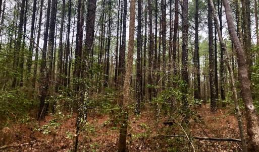 Photo #14 of SOLD property in Off Dragonfly Lane, Sanford, NC 10.1 acres