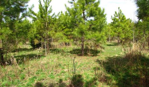 Photo #7 of SOLD property in Off Jackson Rd, Suffolk, VA 18.0 acres