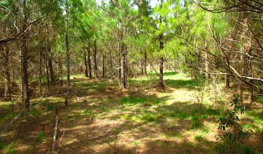 Photo #8 of SOLD property in Off Jackson Rd, Suffolk, VA 18.0 acres