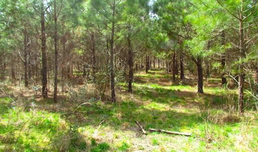 Photo #9 of SOLD property in Off Jackson Rd, Suffolk, VA 18.0 acres