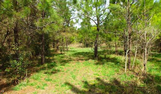 Photo #10 of SOLD property in Off Jackson Rd, Suffolk, VA 18.0 acres