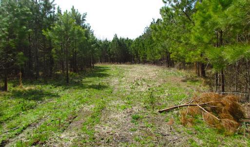 Photo #12 of SOLD property in Off Jackson Rd, Suffolk, VA 18.0 acres