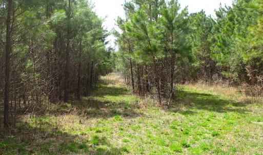 Photo #15 of SOLD property in Off Jackson Rd, Suffolk, VA 18.0 acres