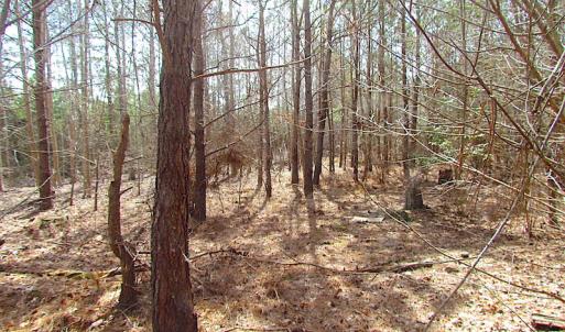 Photo #22 of SOLD property in Off Jackson Rd, Suffolk, VA 18.0 acres