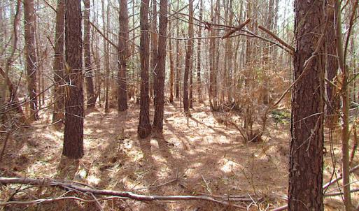 Photo #24 of SOLD property in Off Jackson Rd, Suffolk, VA 18.0 acres