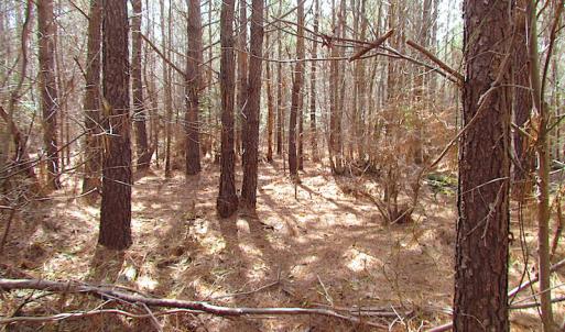 Photo #24 of SOLD property in Off Jackson Rd, Suffolk, VA 18.0 acres