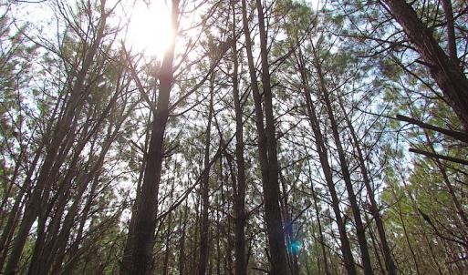 Photo #25 of SOLD property in Off Jackson Rd, Suffolk, VA 18.0 acres