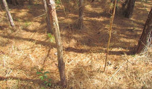 Photo #27 of SOLD property in Off Jackson Rd, Suffolk, VA 18.0 acres