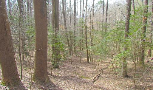 Photo #24 of Oak Tree Lane, Smithfield, VA 11.0 acres