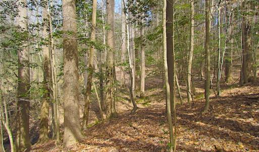 Photo #26 of Oak Tree Lane, Smithfield, VA 11.0 acres