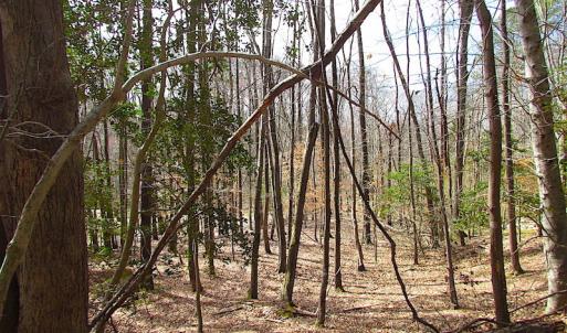 Photo #36 of Oak Tree Lane, Smithfield, VA 11.0 acres