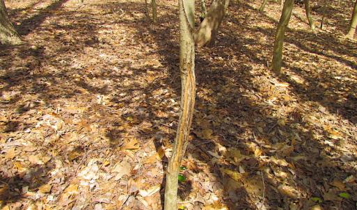 Photo #38 of Oak Tree Lane, Smithfield, VA 11.0 acres