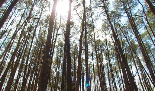 Photo #45 of Oak Tree Lane, Smithfield, VA 11.0 acres