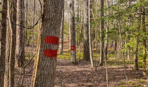 Photo #50 of SOLD property in 9610 Lake Road, Bullock, NC 112.8 acres