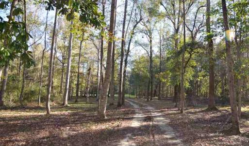 Photo #8 of Off Union School Road, Coward, SC 78.3 acres