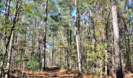 Photo #28 of Off Union School Road, Coward, SC 78.3 acres