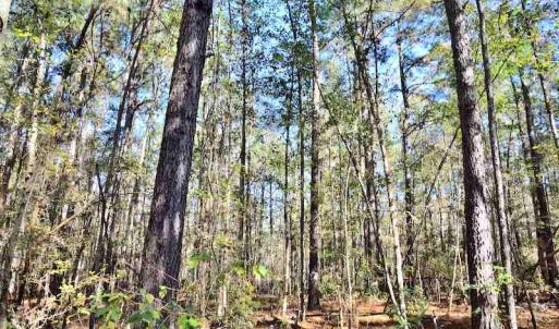 Photo #29 of Off Union School Road, Coward, SC 78.3 acres