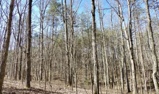 Photo #11 of SOLD property in Jacoby Rd, Louisa, VA 28.9 acres