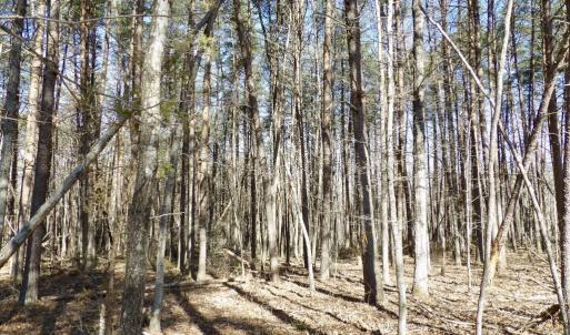 Photo #20 of SOLD property in Jacoby Rd, Louisa, VA 28.9 acres