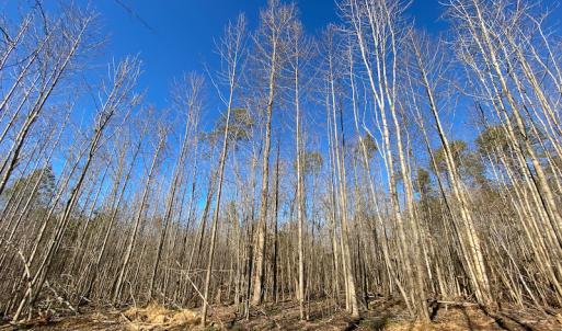 Photo #17 of Lot-17, Pointe Mayo Drive, Roxboro, NC 6.4 acres