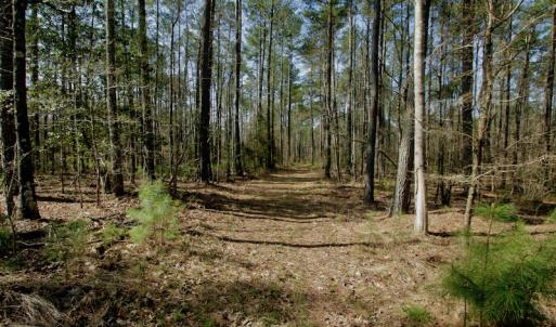 Photo #25 of SOLD property in OFF HWY 46, Garysburg, NC 138.8 acres
