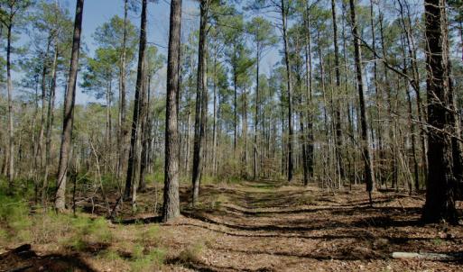 Photo #26 of SOLD property in OFF HWY 46, Garysburg, NC 138.8 acres