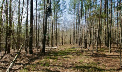 Photo #28 of SOLD property in OFF HWY 46, Garysburg, NC 138.8 acres