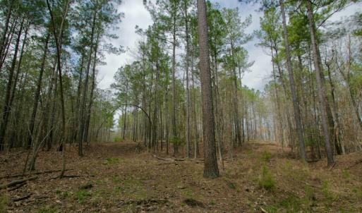 Photo #45 of SOLD property in OFF HWY 46, Garysburg, NC 138.8 acres