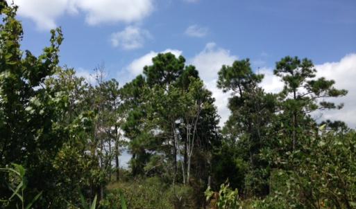 Photo #3 of SOLD property in Sailboat Rd, Shiloh, NC 441.0 acres