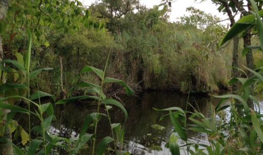 Photo #11 of SOLD property in Sailboat Rd, Shiloh, NC 441.0 acres
