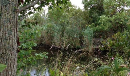 Photo #12 of SOLD property in Sailboat Rd, Shiloh, NC 441.0 acres
