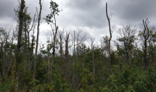 Photo #20 of SOLD property in Sailboat Rd, Shiloh, NC 441.0 acres