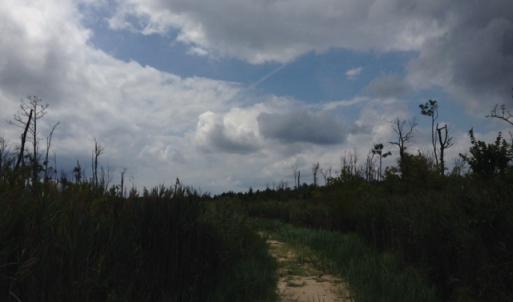 Photo #21 of SOLD property in Sailboat Rd, Shiloh, NC 441.0 acres