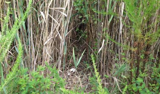 Photo #22 of SOLD property in Sailboat Rd, Shiloh, NC 441.0 acres
