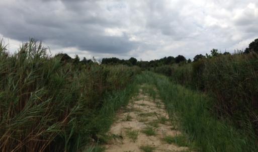 Photo #26 of SOLD property in Sailboat Rd, Shiloh, NC 441.0 acres