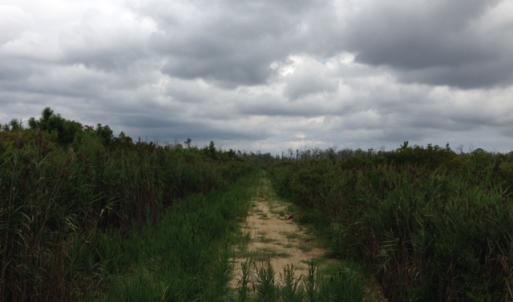 Photo #29 of SOLD property in Sailboat Rd, Shiloh, NC 441.0 acres