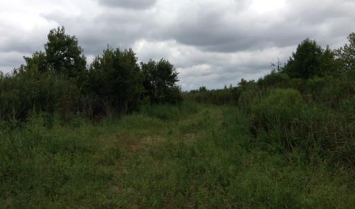 Photo #30 of SOLD property in Sailboat Rd, Shiloh, NC 441.0 acres