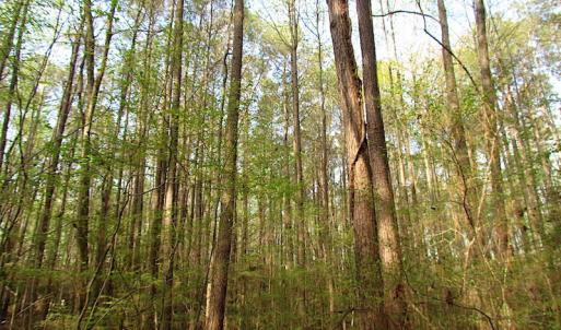 Photo #5 of SOLD property in Pineview Rd, Suffolk, VA 5.0 acres