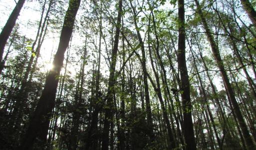 Photo #6 of SOLD property in Pineview Rd, Suffolk, VA 5.0 acres