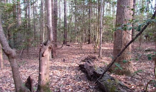 Photo #8 of SOLD property in Pineview Rd, Suffolk, VA 5.0 acres