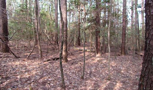 Photo #11 of SOLD property in Pineview Rd, Suffolk, VA 5.0 acres